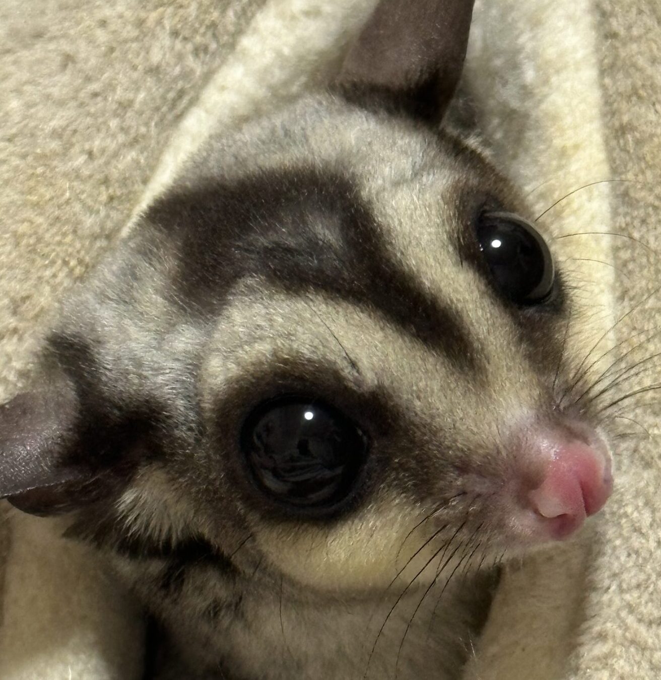 こころみたすペット思い出セレモニーにて葬儀したペットちゃん | 紅葉くん