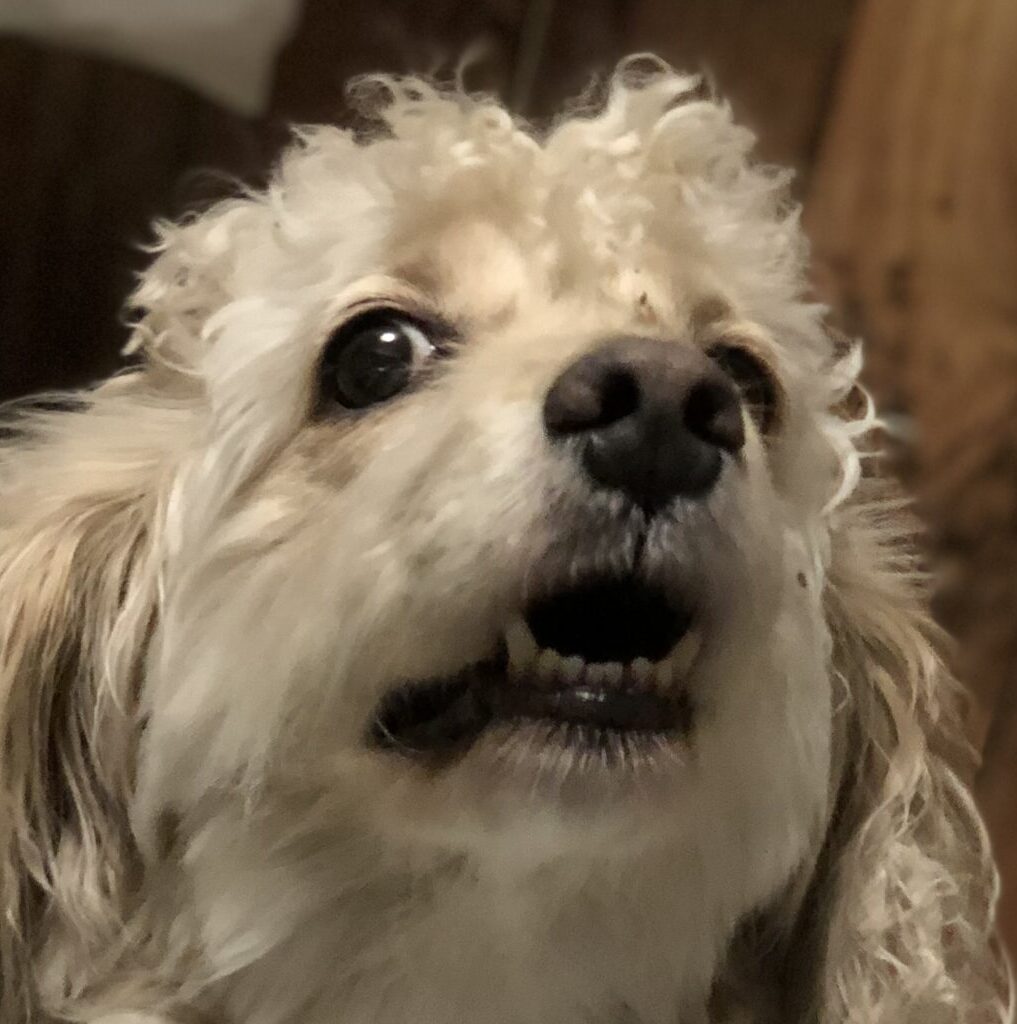 こころみたすペット思い出セレモニーにて葬儀したペットちゃん | Meiちゃん