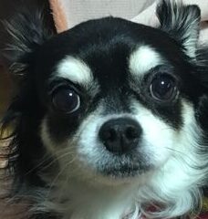 こころみたすペット思い出セレモニーにて葬儀したペットちゃん | 総次朗くん