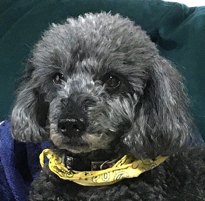 こころみたすペット思い出セレモニーにて葬儀したペットちゃん | ベルくん