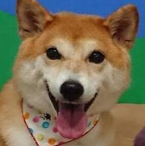 小雪ちゃん | こころみたす ペット思い出セレモニー