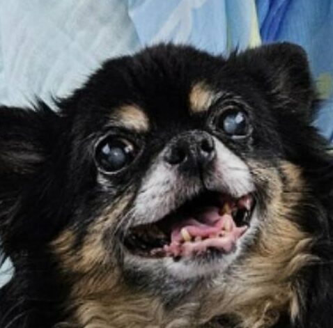 モカくん | こころみたす ペット思い出セレモニー