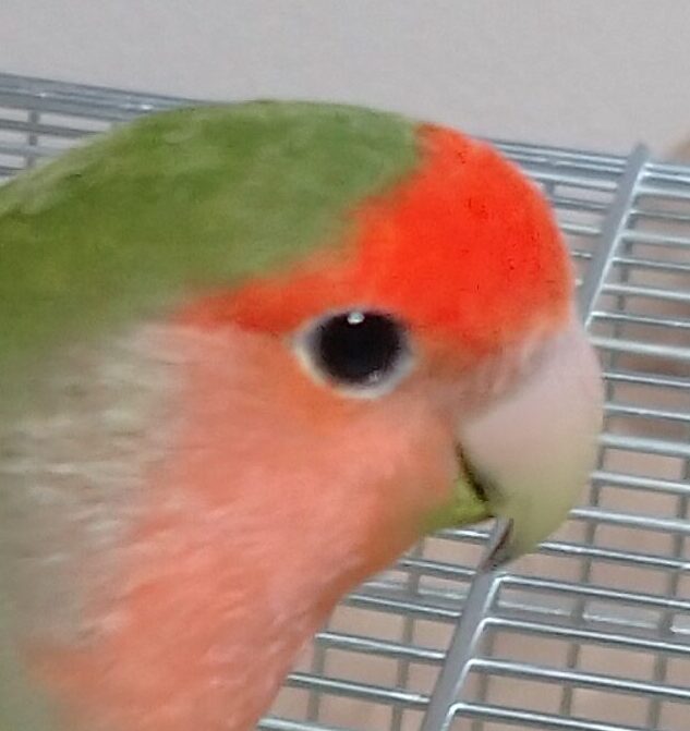 こころみたすペット思い出セレモニーにて葬儀したペットちゃん | アトゥムちゃん