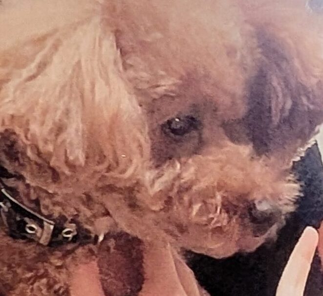 こころみたすペット思い出セレモニーにて葬儀したペットちゃん | レオくん