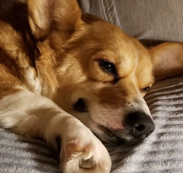 こころみたすペット思い出セレモニーにて葬儀したペットちゃん | 空くん