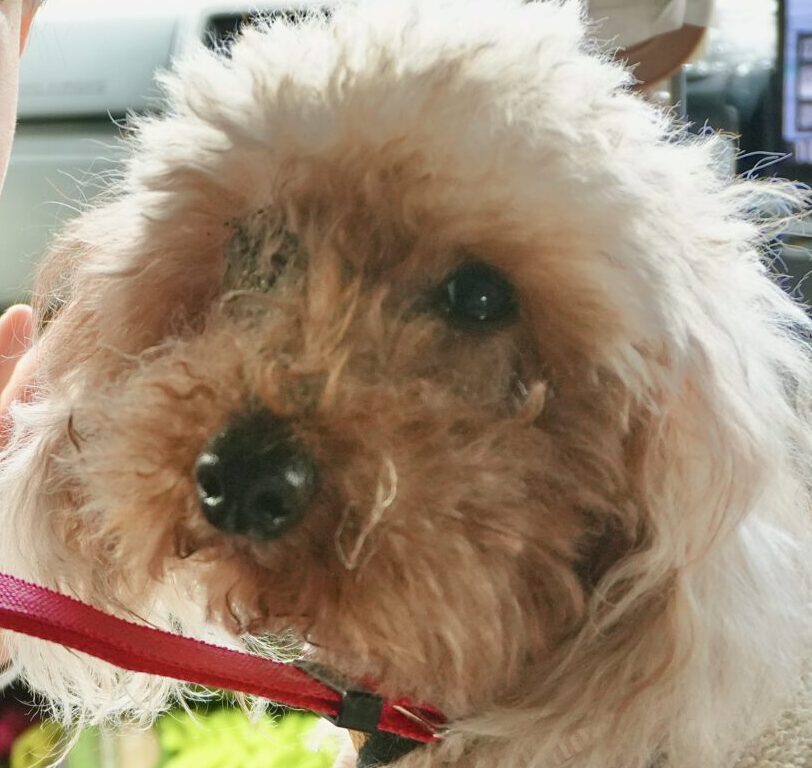 こころみたすペット思い出セレモニーにて葬儀したペットちゃん | モナカくん