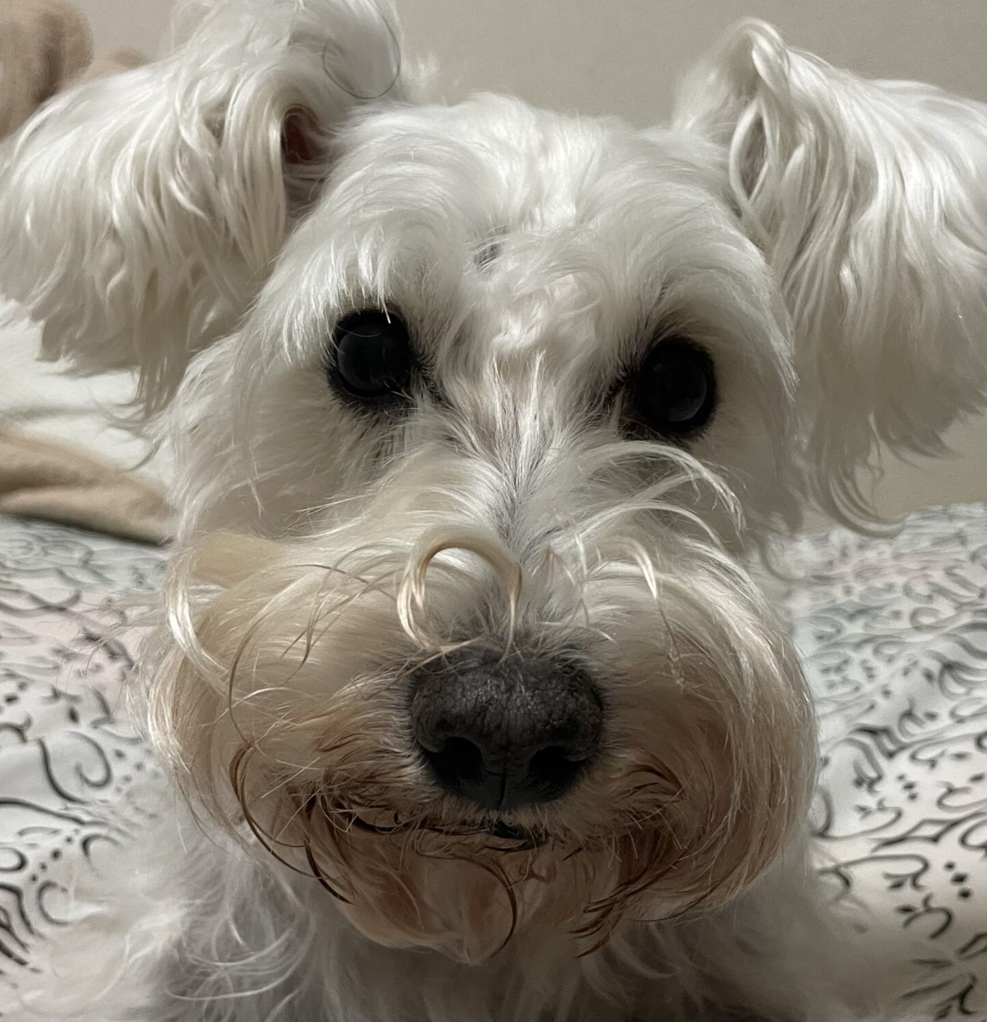 こころみたすペット思い出セレモニーにて葬儀したペットちゃん | 恋ちゃん