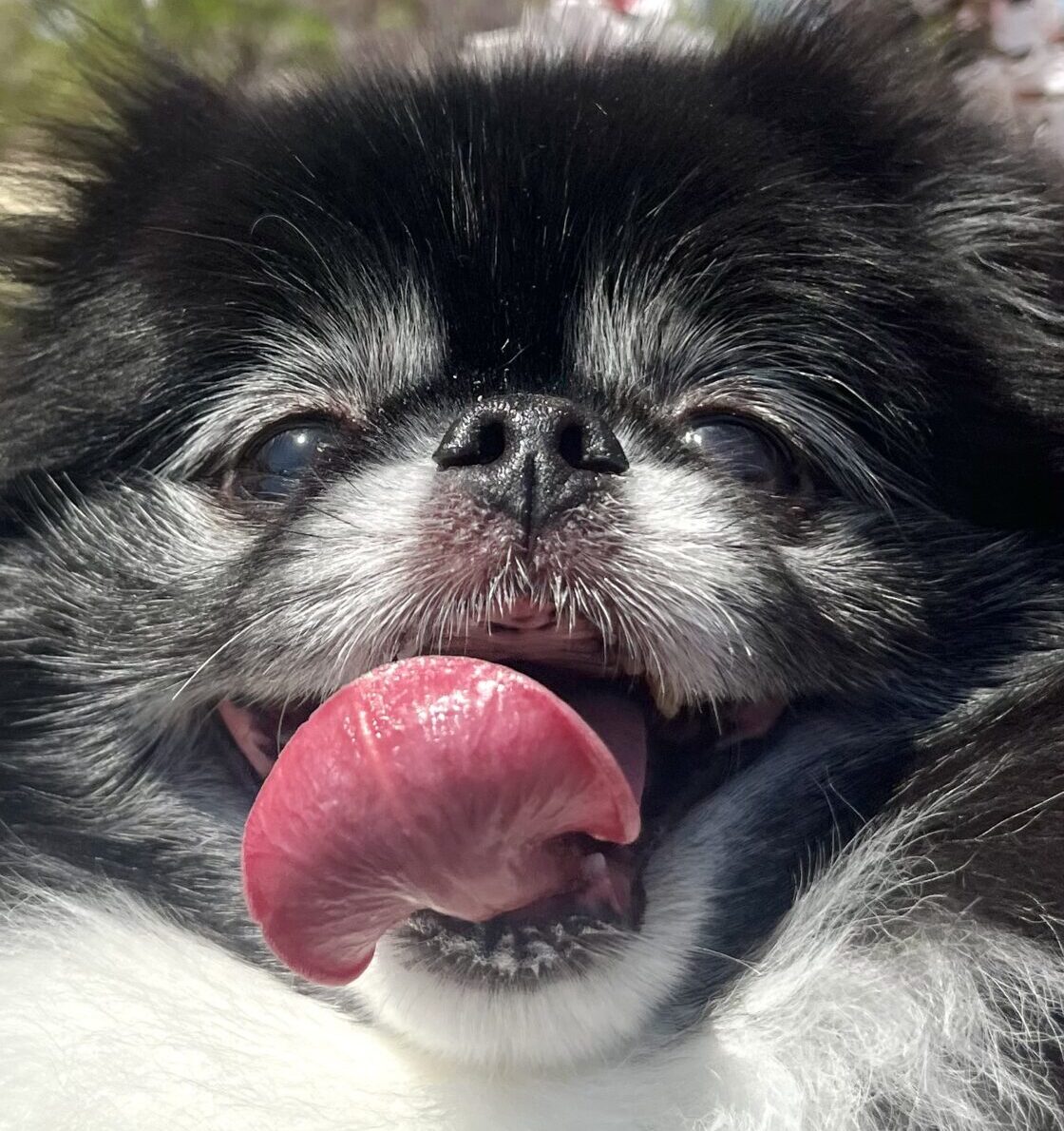 こころみたすペット思い出セレモニーにて葬儀したペットちゃん | 空羽くん