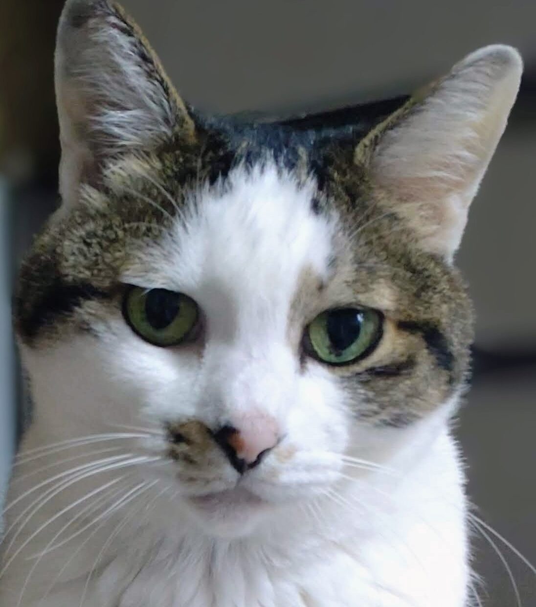 ミャアくん | こころみたす ペット思い出セレモニー