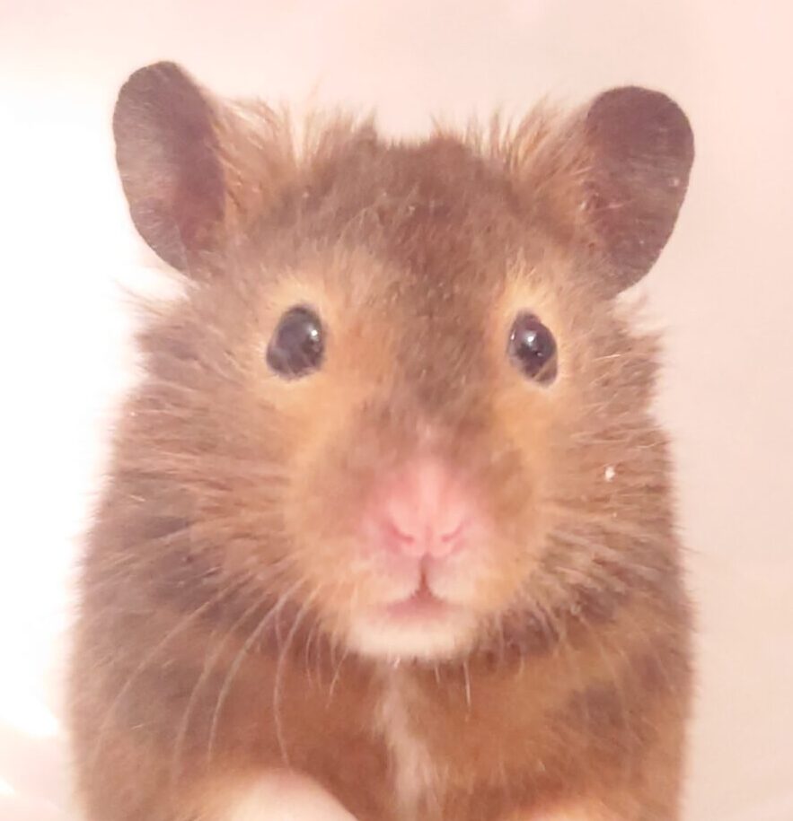 グレンくん | こころみたす ペット思い出セレモニー