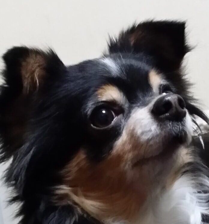 ももちゃん | こころみたす ペット思い出セレモニー