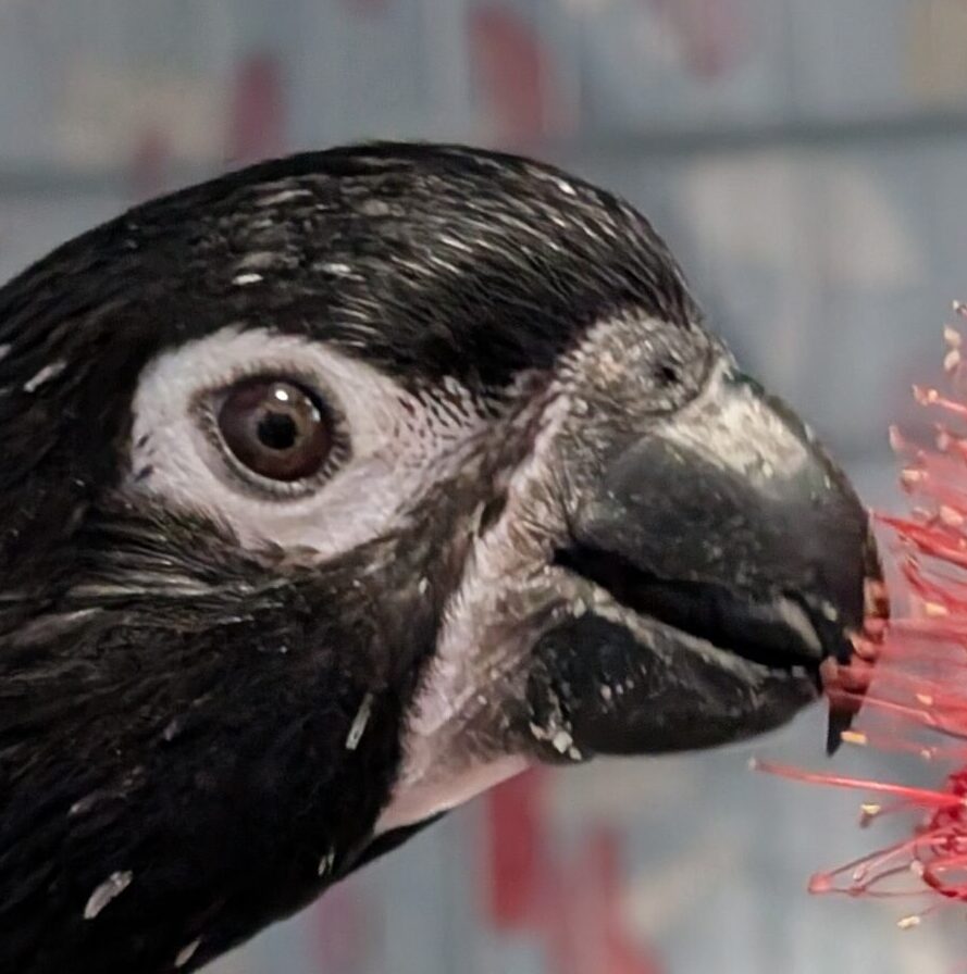 こころみたすペット思い出セレモニーにて葬儀したペットちゃん | アリスちゃん