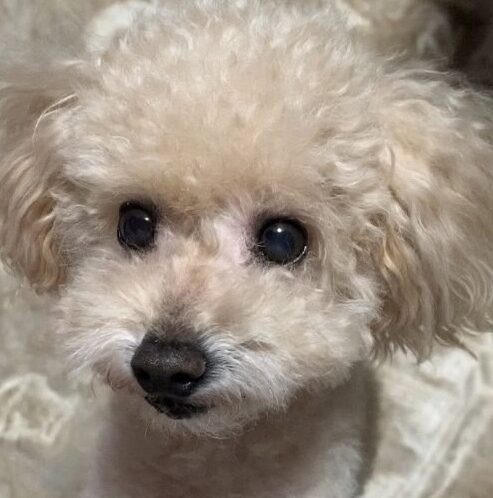 ビビくん | こころみたす ペット思い出セレモニー