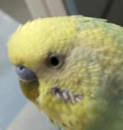 こころみたすペット思い出セレモニーにて葬儀したペットちゃん | ピーくん