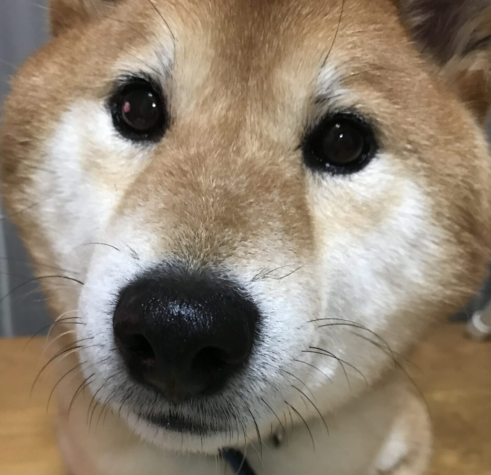 ぽんずくん | こころみたす ペット思い出セレモニー