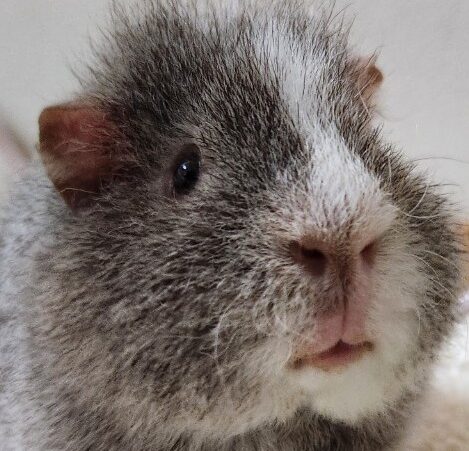 こころみたすペット思い出セレモニーにて葬儀したペットちゃん | いくらくん