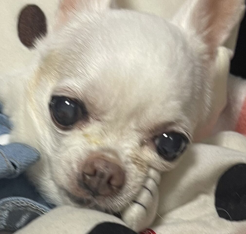 こころみたすペット思い出セレモニーにて葬儀したペットちゃん | ののちゃん