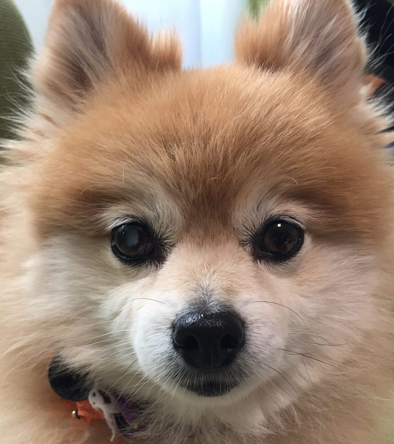 こころみたすペット思い出セレモニーにて葬儀したペットちゃん | くるみちゃん