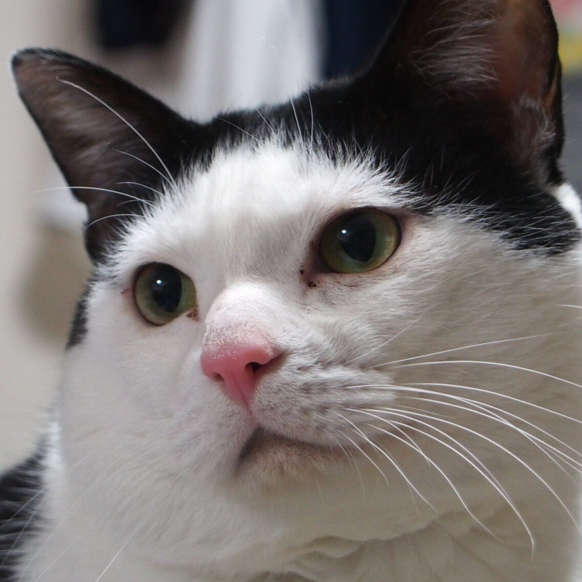 どらくん | こころみたす ペット思い出セレモニー