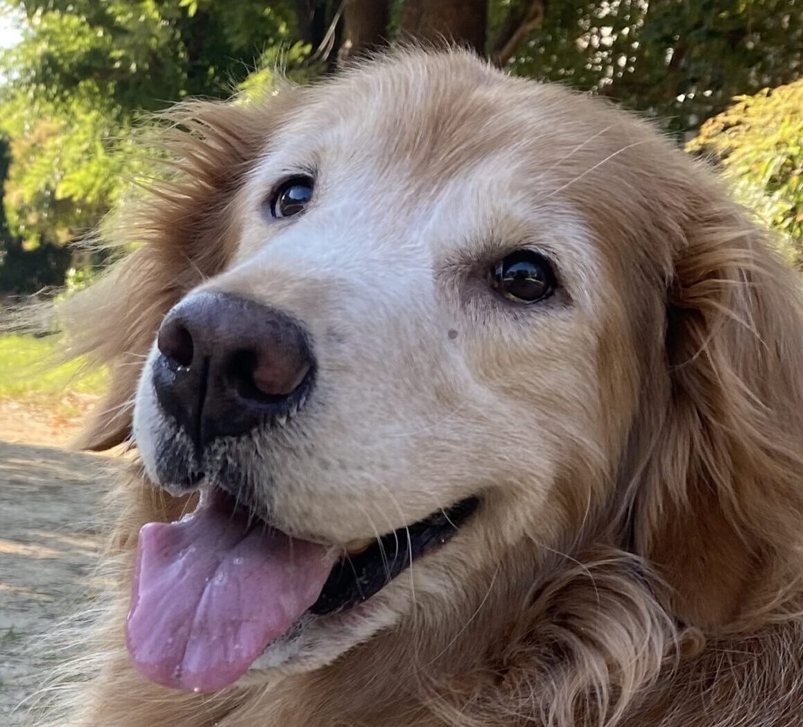 そらちゃん | こころみたす ペット思い出セレモニー