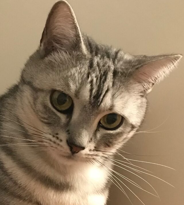 テッドくん | こころみたす ペット思い出セレモニー