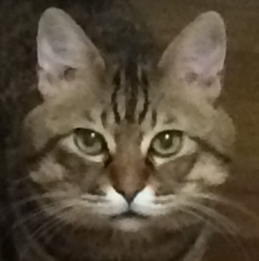 こころみたすペット思い出セレモニーにて葬儀したペットちゃん | そらくん