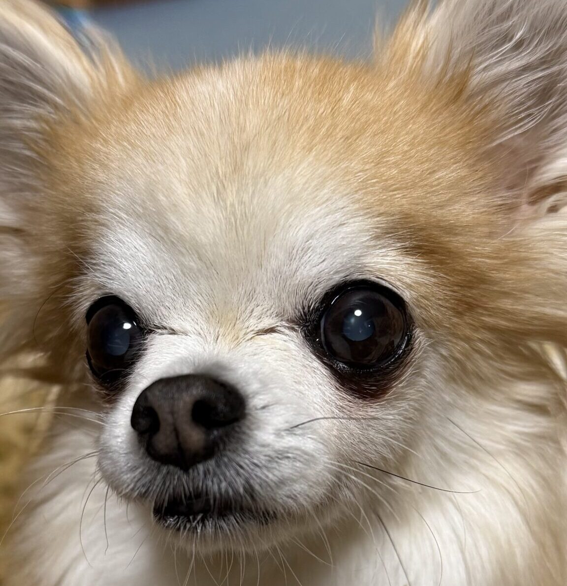 テンちゃん | こころみたす ペット思い出セレモニー