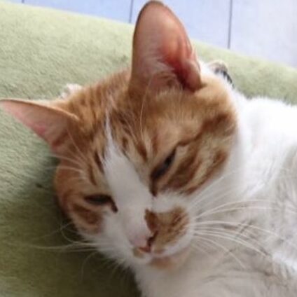 陸くん | こころみたす ペット思い出セレモニー