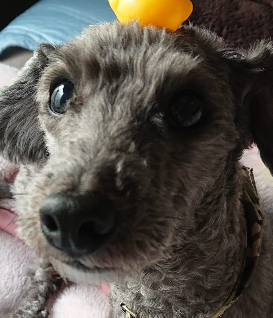 ジップくん | こころみたす ペット思い出セレモニー