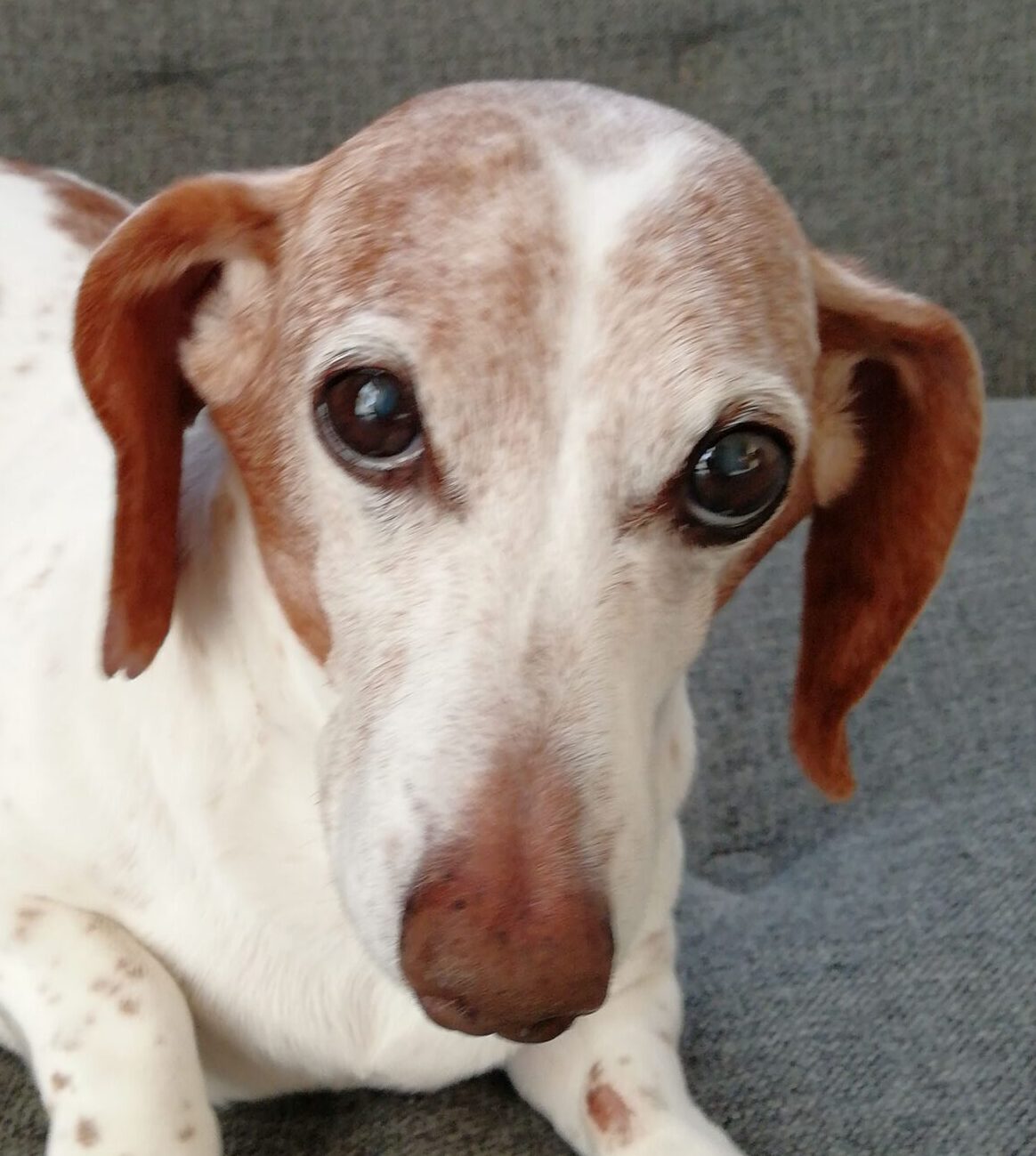 虎鉄くん | こころみたす ペット思い出セレモニー