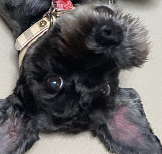 チップくん | こころみたす ペット思い出セレモニー