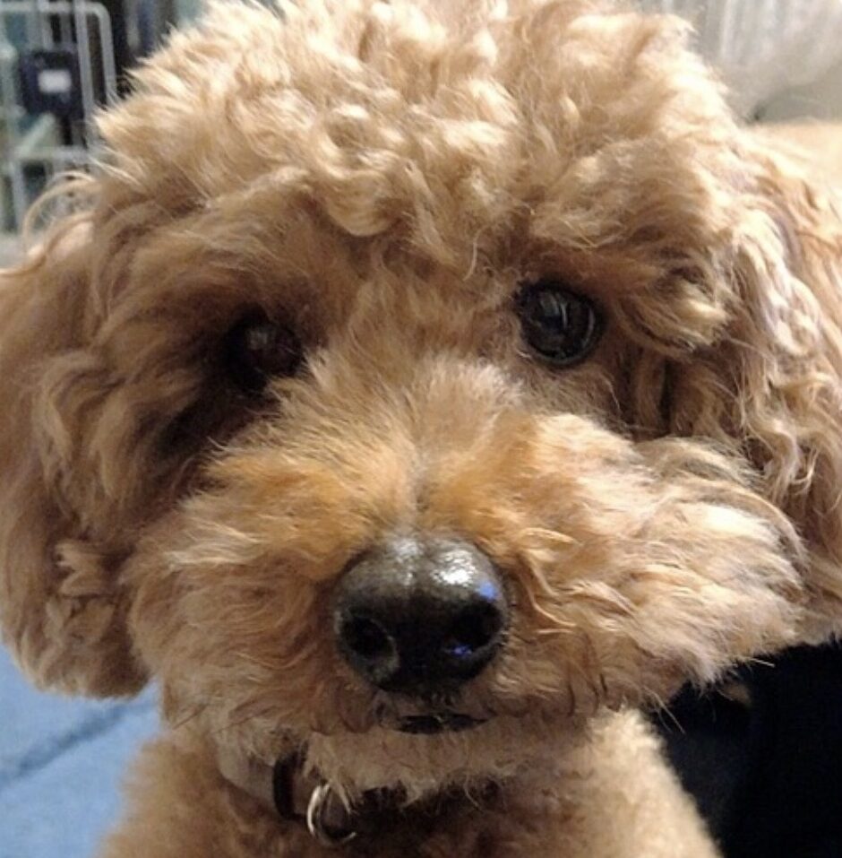 ジャックくん | こころみたす ペット思い出セレモニー