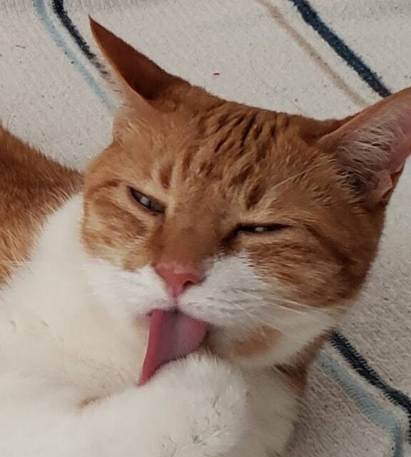 こころみたすペット思い出セレモニーにて葬儀したペットちゃん | メイちゃん