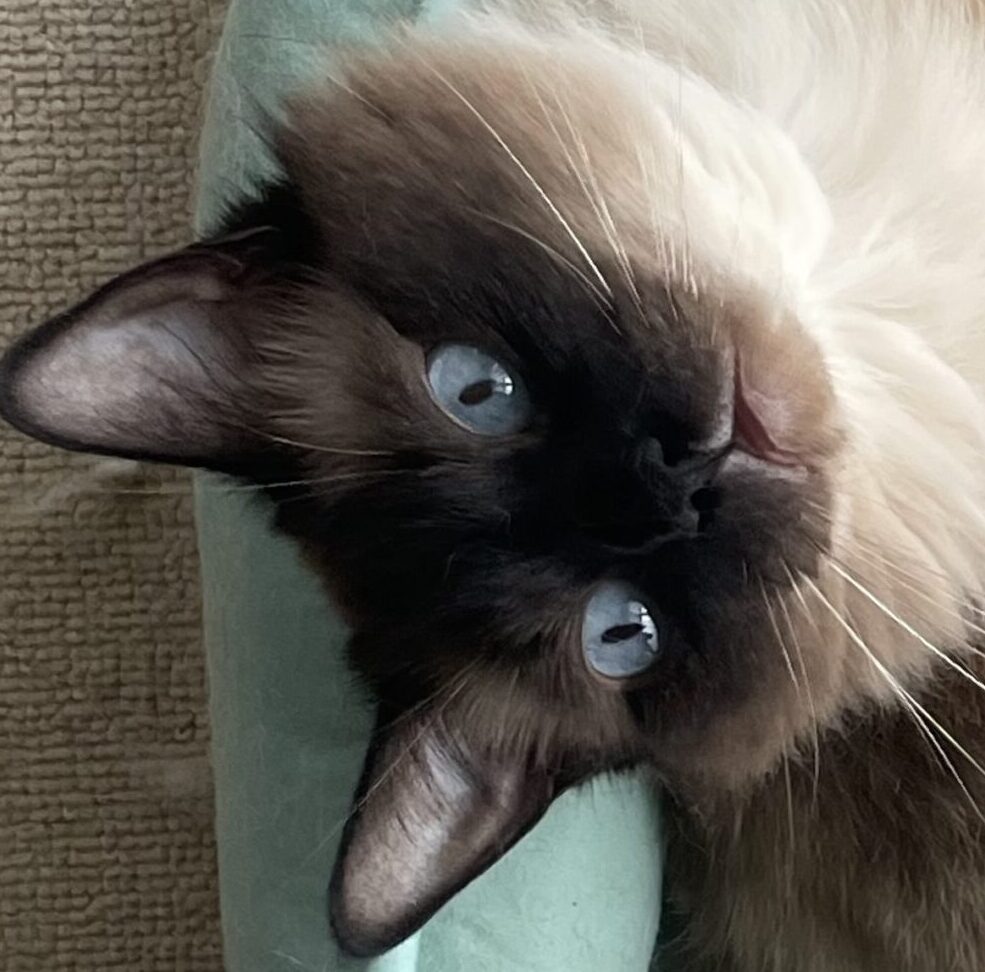 こころみたすペット思い出セレモニーにて葬儀したペットちゃん | しらたまちゃん