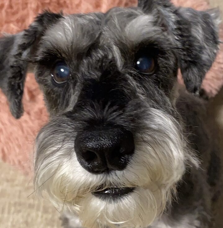 こころみたすペット思い出セレモニーにて葬儀したペットちゃん | ルークくん