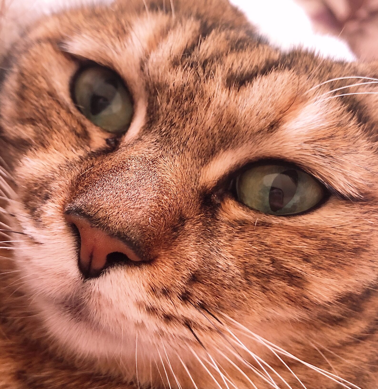 こころみたすペット思い出セレモニーにて葬儀したペットちゃん | すずちゃん