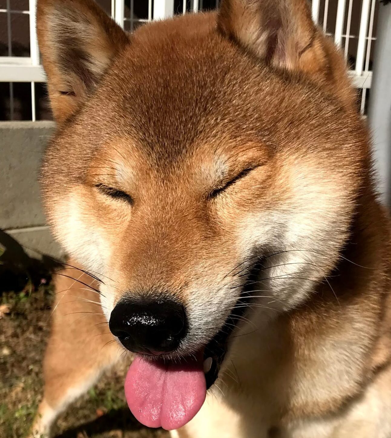 こころみたすペット思い出セレモニーにて葬儀したペットちゃん | コウくん