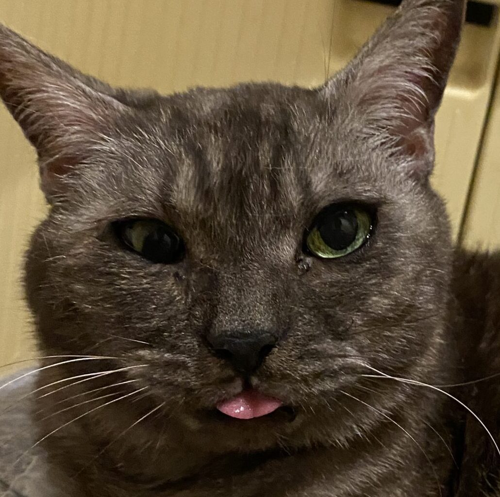 こころみたすペット思い出セレモニーにて葬儀したペットちゃん | イーヨちゃん