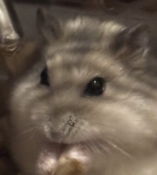 こころみたすペット思い出セレモニーにて葬儀したペットちゃん | おもちくん