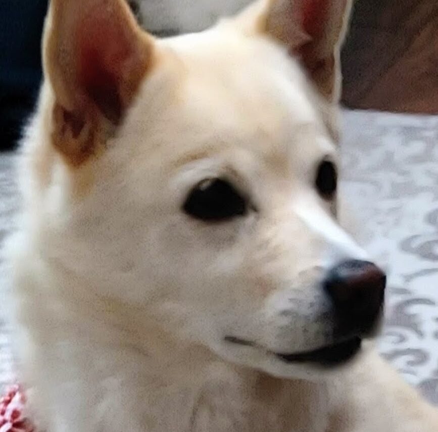 こころみたすペット思い出セレモニーにて葬儀したペットちゃん | りりちゃん