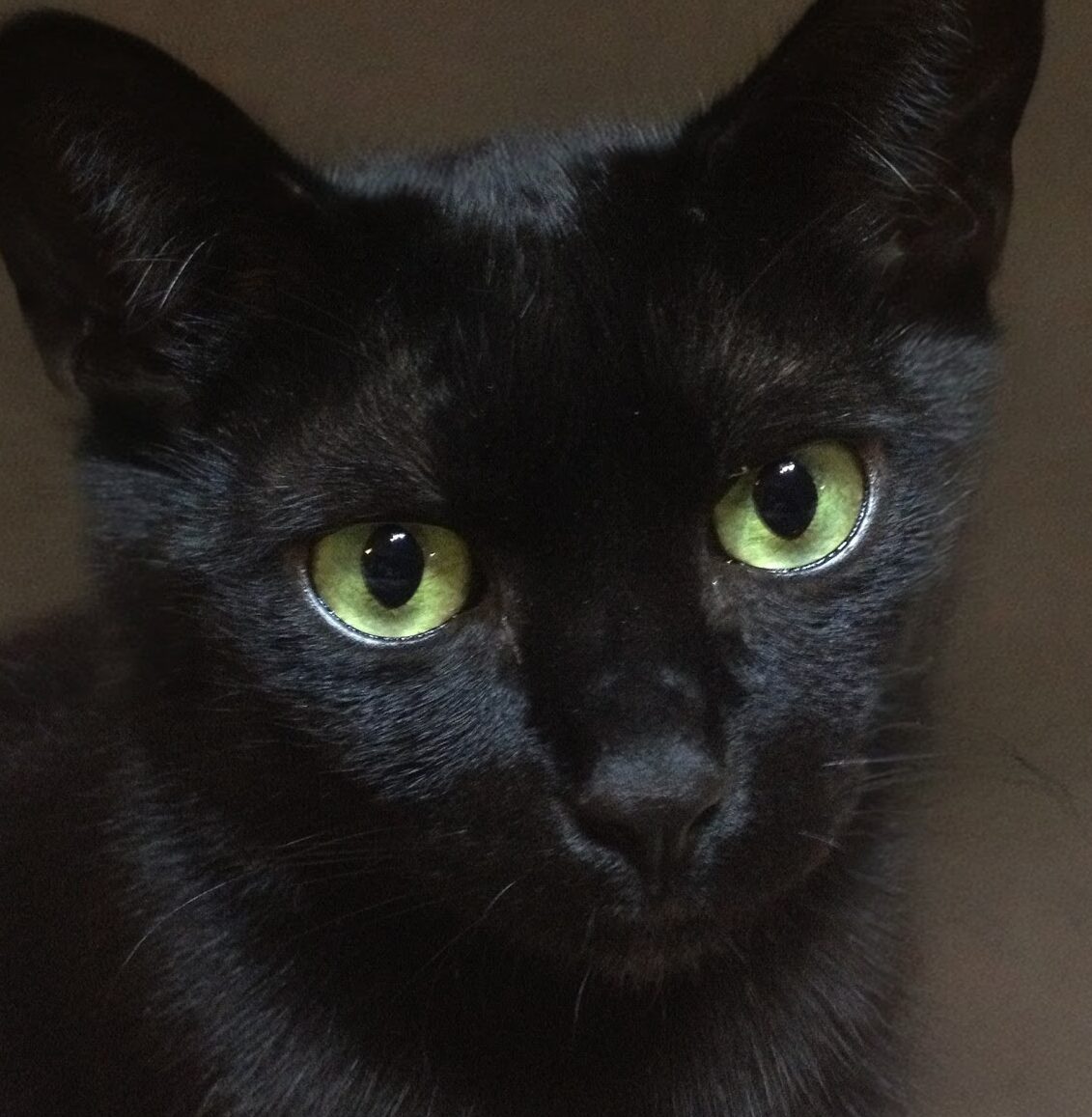 こころみたすペット思い出セレモニーにて葬儀したペットちゃん | ジョバンニくん