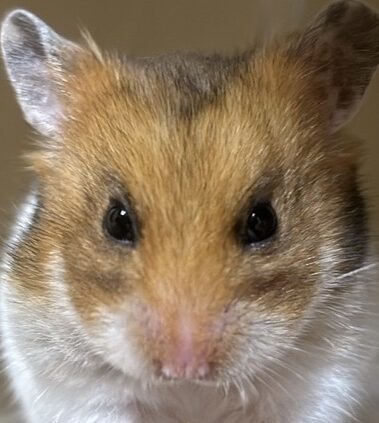 こころみたすペット思い出セレモニーにて葬儀したペットちゃん | ザラメちゃん