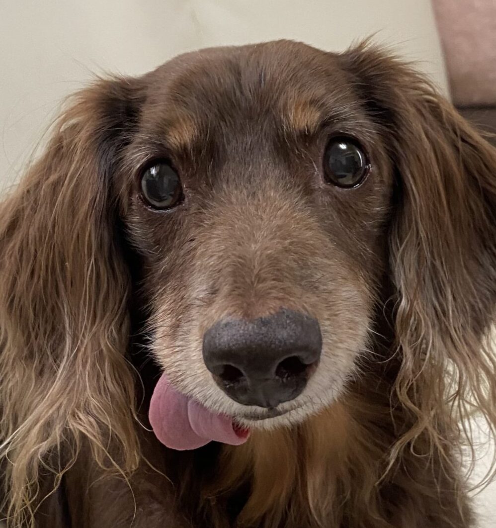 こころみたすペット思い出セレモニーにて葬儀したペットちゃん | まろ太くん