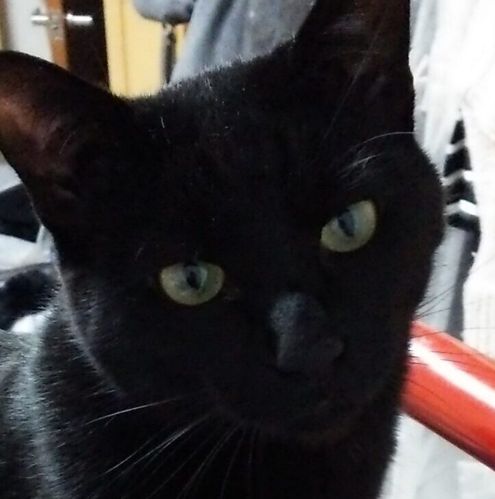 キリエくん | こころみたす ペット思い出セレモニー