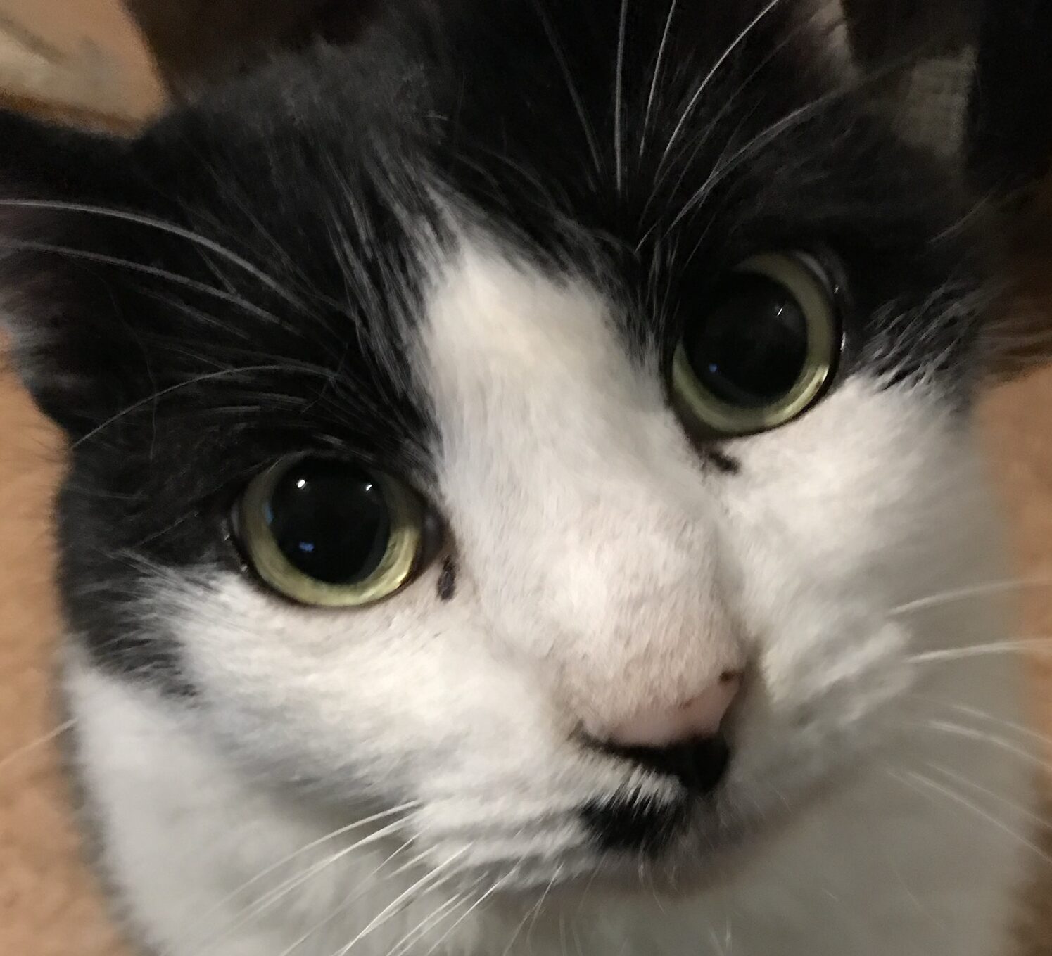 トルンカくん | こころみたす ペット思い出セレモニー