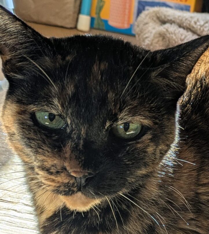 こころみたすペット思い出セレモニーにて葬儀したペットちゃん | さくらちゃん