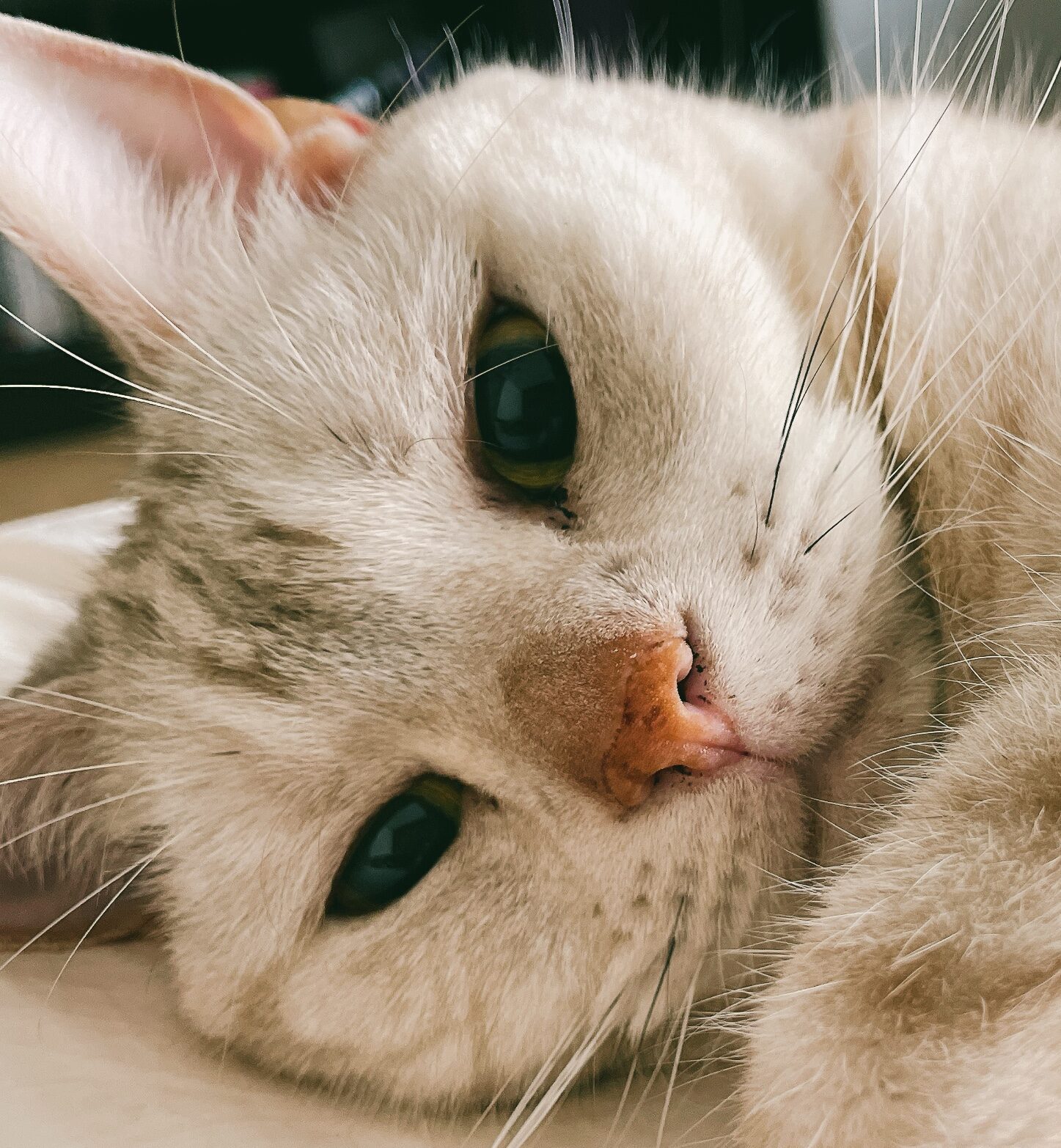 こころみたすペット思い出セレモニーにて葬儀したペットちゃん | めんまくん