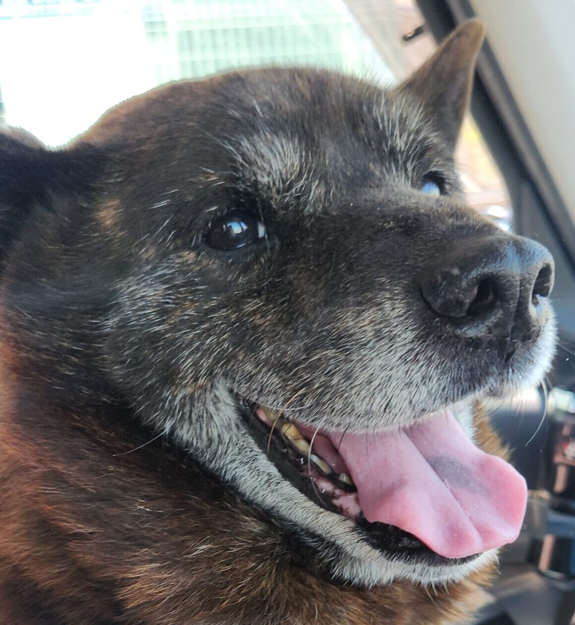 こころみたすペット思い出セレモニーにて葬儀したペットちゃん | とらくん