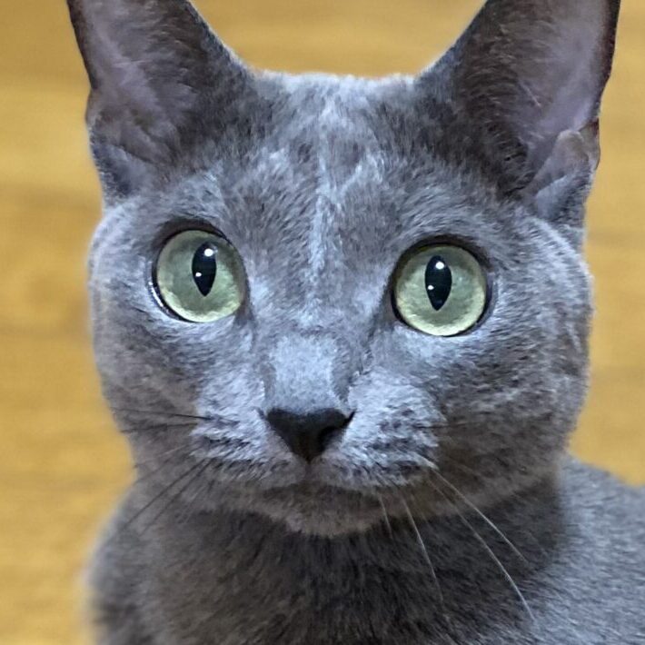 こてつくん | こころみたす ペット思い出セレモニー