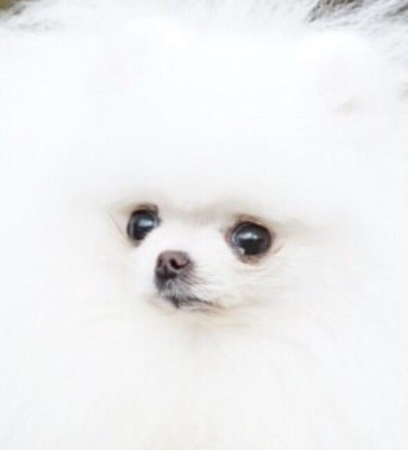 パールちゃん | こころみたす ペット思い出セレモニー